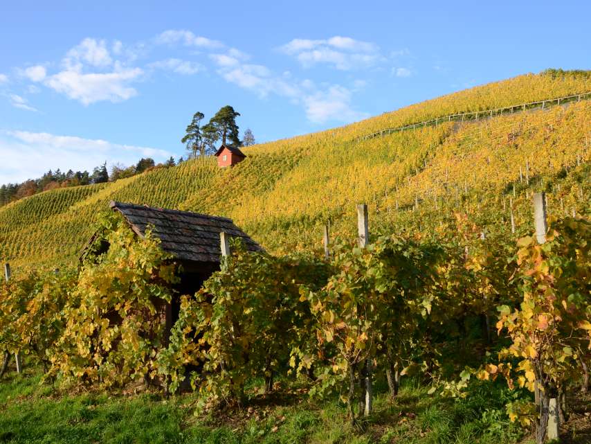 Zürcher Weinland Zürcher Weinland