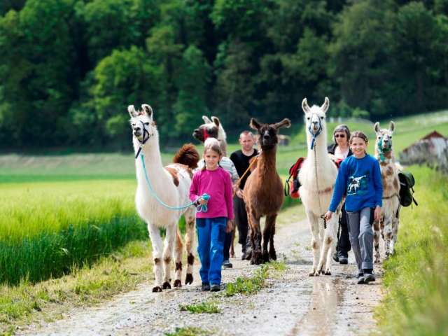Lama Trekking im Zürcher Weinland