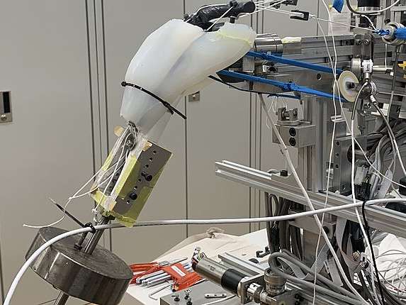 ZHAW entwickelt neuartige Muskelmodelle