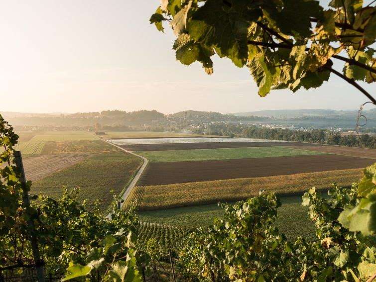 Zürcher Weinland