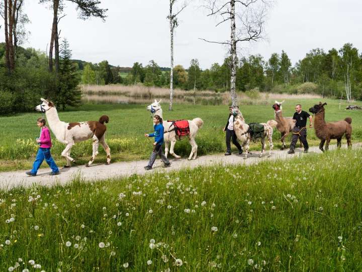 Lama Trekking Marthalen
