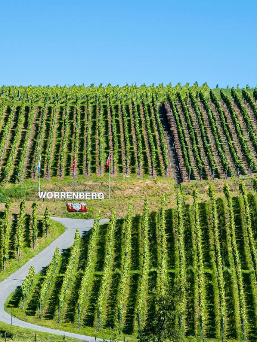 Die Wein-Wanderwege des Zürcher Weinlandes