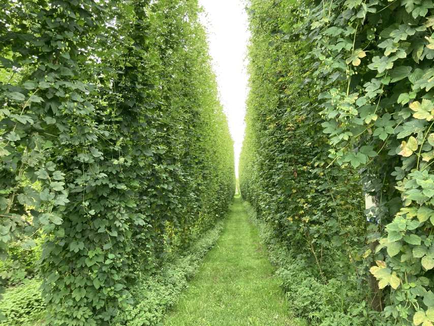 Hopfen Bierpfad
